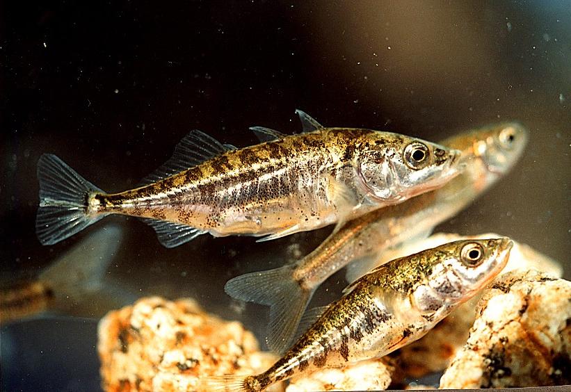https://phasegenomics.com/threespine-stickleback-genome-upgraded-proximo-hi-c/